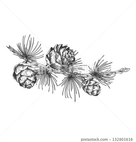 European Larch branch with cones engraved hand drawn vector illustration, conifer tree botanical sketch, Xmas decoration 132801616