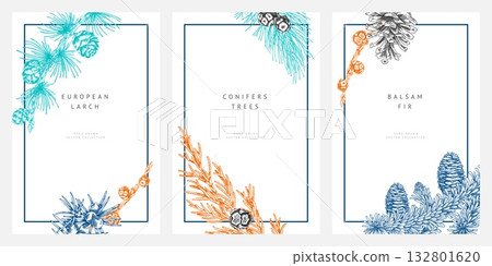 Conifer trees branches with cones engraved hand drawn frame design vector set, Balsam fir, European Larch, Juniper, pine 132801620