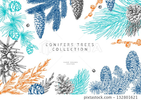 Conifer trees branches with cones collection engraved hand drawn vector frame design, pine, Cypress, Larch, fir, Juniper 132801621