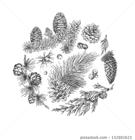 Conifer trees branches with cones collection engraved hand drawn vector round illustration, pine, Cypress, fir, Juniper 132801623