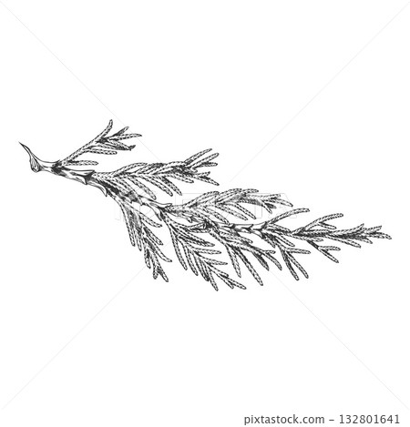 Cypress tree branch engraved hand drawn vector illustration, conifer evergreen plant, Christmas decoration, forest scent 132801641