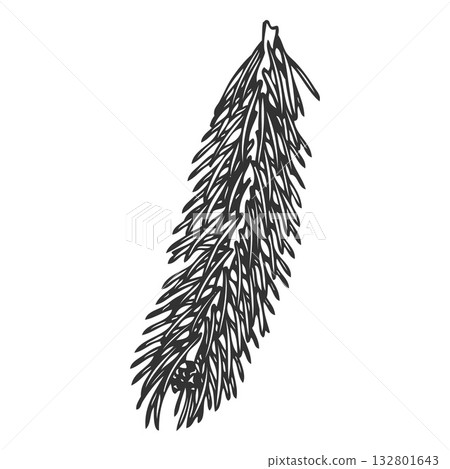 Siberian fir tree branch engraved hand drawn vector illustration, conifer evergreen Christmas decoration, forest scent Siberian fir tree branch engraved hand drawn vector illustration, conifer evergreen Christmas decoration, forest scent 132801643