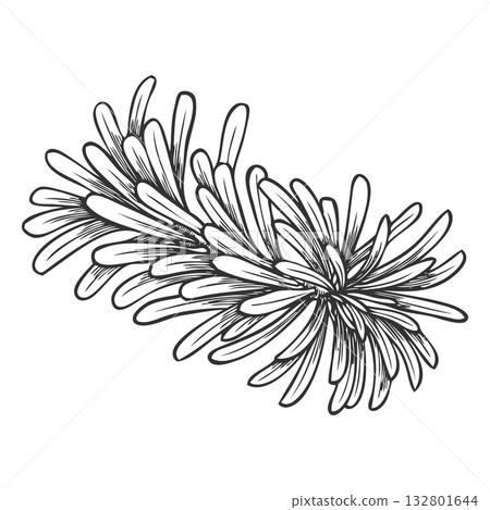 Balsam fir tree branch engraved hand drawn vector illustration, conifer evergreen plant, Christmas forest decoration Balsam fir tree branch engraved hand drawn vector illustration, conifer evergreen plant, Christmas forest decoration 132801644