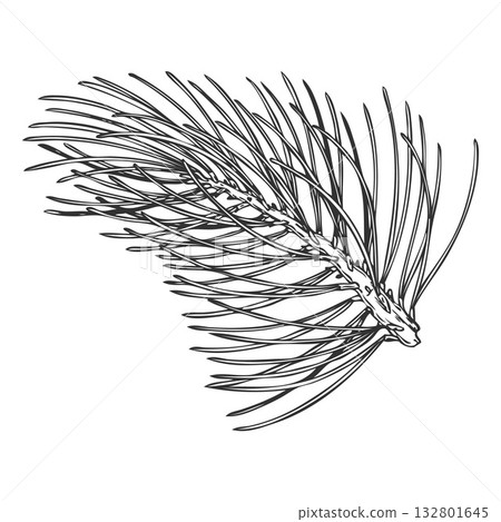 Scots pine tree branch engraved hand drawn vector illustration, conifer evergreen plant, Christmas forest decoration Scots pine tree branch engraved hand drawn vector illustration, conifer evergreen plant, Christmas forest decoration 132801645