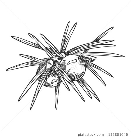 Juniper twig with berries engraved hand drawn vector illustration, coniferous botanical sketch, evergreen plant 132801646