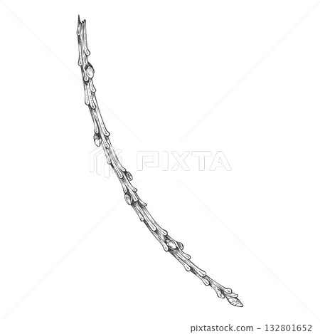 Conifer tree twig sketch engraved hand drawn vector, pine, cypress, European Larch, fir tree stem, stick or branch 132801652