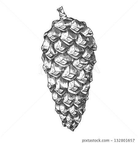 Scots pine cone engraved hand drawn illustration, fir, spruce cone botanical vector sketch, natural coniferous fragrance 132801657