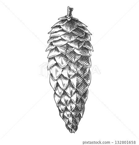 Siberian fir cone sketch, monochrome hand-drawn sketch, coniferous tree. 132801658