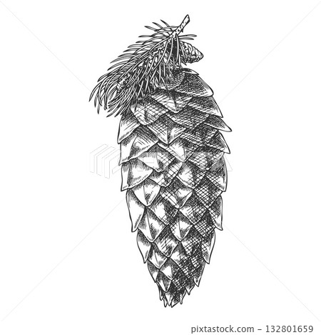 Siberian fir cone vector engraved hand drawn, pine cone botanical sketch, coniferous fragrance, Xmas decoration 132801659