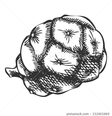 Cypress cone engraved hand drawn, conifer tree botanical vector sketch, natural coniferous fragrance, Xmas decoration 132801669
