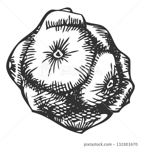 Cypress cone engraved hand drawn vector, conifer tree botanical sketch, natural coniferous fragrance, Xmas decoration Cypress cone engraved hand drawn vector, conifer tree botanical sketch, natural coniferous fragrance, Xmas decoration 132801670