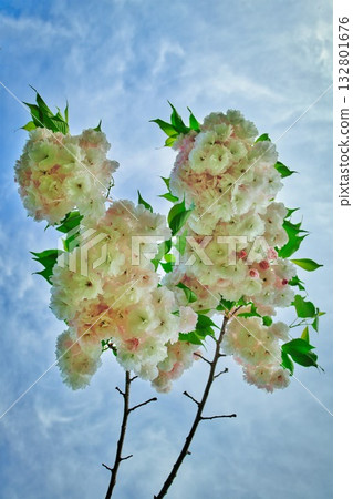 Cherry Blossom Full Flower 132801676