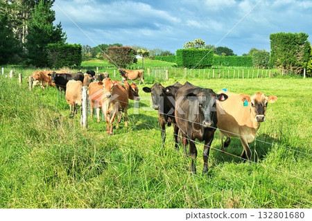 New Zealand Brown Cows Herd New Zealand Brown Cows Herd 132801680