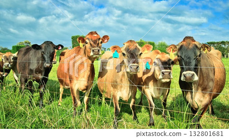 New Zealand Brown Cows New Zealand Brown Cows 132801681