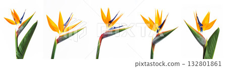 Beautiful bird of paradise flower element 132801861
