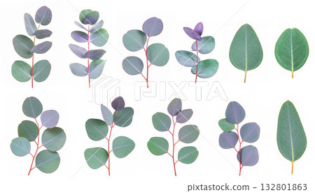 Eucalyptus leaves element on white background 132801863
