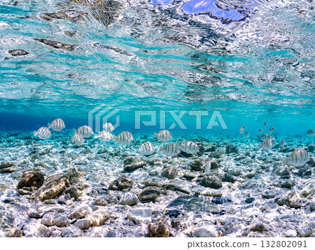 Half-surface photography of striped tangs and other fish. Beautiful coral reefs and schools of tropical fish. Kabi Island, Kerama Islands, Shimajiri District, Okinawa Prefecture, Zamami Island 2025 Half-surface photography of striped tangs and other fish. Beautiful coral reefs and schools of tropical fish. Kabi Island, Kerama Islands, Shimajiri District, Okinawa Prefecture, Zamami Island 2025 132802091