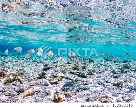 條紋刺尾魚和其他魚類的半表面攝影。美麗的珊瑚礁和成群的熱帶魚。沖繩縣島尻郡慶良間群島卡比島，座間味島 2025 132802110
