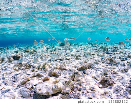 Half-surface photography of striped tangs and other fish. Beautiful coral reefs and schools of tropical fish. Kabi Island, Kerama Islands, Shimajiri District, Okinawa Prefecture, Zamami Island 2025 132802122