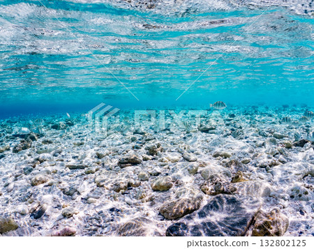 Half-surface photography of striped tangs and other fish. Beautiful coral reefs and schools of tropical fish. Kabi Island, Kerama Islands, Shimajiri District, Okinawa Prefecture, Zamami Island 2025 132802125