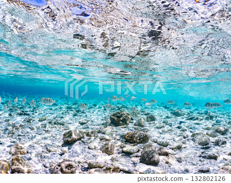 Half-surface photography of striped tangs and other fish. Beautiful coral reefs and schools of tropical fish. Kabi Island, Kerama Islands, Shimajiri District, Okinawa Prefecture, Zamami Island 2025 132802126