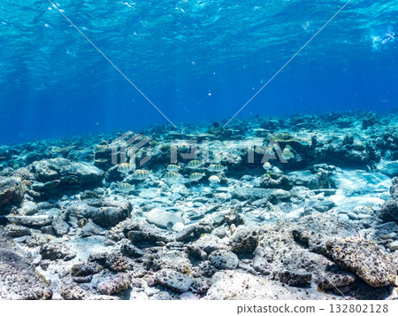 Half-surface photography of striped tangs and other fish. Beautiful coral reefs and schools of tropical fish. Kabi Island, Kerama Islands, Shimajiri District, Okinawa Prefecture, Zamami Island 2025 132802128