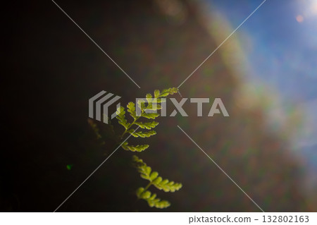 逆光拍攝陽光下的苔蘚與嫩芽特寫 132802163