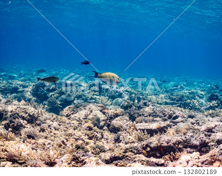 一群彩虹扳機魚和其他魚類在水面上方半浮出水面。美麗的珊瑚礁和成群的熱帶魚。沖繩縣島尻郡慶良間群島座間味島卡比島 132802189