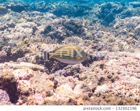 一群彩虹扳機魚和其他魚類在水面上方半浮出水面。美麗的珊瑚礁和成群的熱帶魚。沖繩縣島尻郡慶良間群島座間味島卡比島 132802196