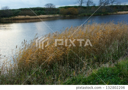 Fall landscape 132802206