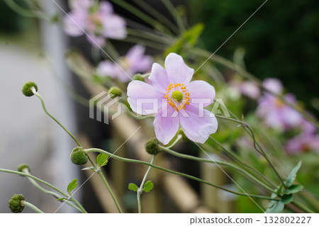Japanese anemone blooming in Ohara Village, Kyoto Japanese anemone blooming in Ohara Village, Kyoto 132802227