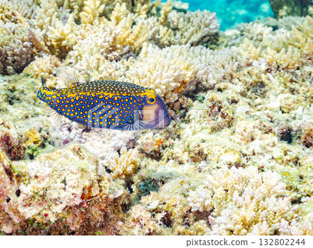 Cute surgeonfish. Beautiful coral reefs and schools of tropical fish. Kabi Island, Kerama Islands, Shimajiri District, Okinawa Prefecture, Zamami Island - 2025 132802244