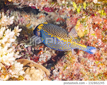 Cute surgeonfish. Beautiful coral reefs and schools of tropical fish. Kabi Island, Kerama Islands, Shimajiri District, Okinawa Prefecture, Zamami Island - 2025 Cute surgeonfish. Beautiful coral reefs and schools of tropical fish. Kabi Island, Kerama Islands, Shimajiri District, Okinawa Prefecture, Zamami Island - 2025 132802245