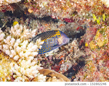 可愛的刺尾魚。美麗的珊瑚礁和成群的熱帶魚。沖繩縣島尻郡慶良間群島卡比島,座間味島 - 2025 可愛的刺尾魚。美麗的珊瑚礁和成群的熱帶魚。沖繩縣島尻郡慶良間群島卡比島,座間味島 - 2025 132802246