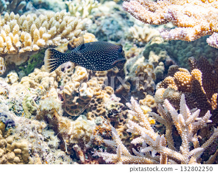 Cute surgeonfish. Beautiful coral reefs and schools of tropical fish. Kabi Island, Kerama Islands, Shimajiri District, Okinawa Prefecture, Zamami Island - 2025 132802250