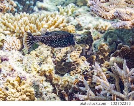 可愛的刺尾魚。美麗的珊瑚礁和成群的熱帶魚。沖繩縣島尻郡慶良間群島卡比島，座間味島 - 2025 132802253