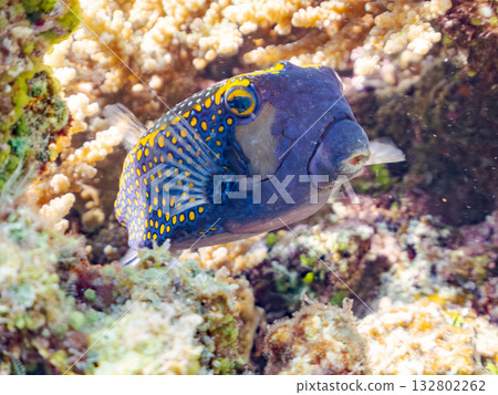 可愛的刺尾魚。美麗的珊瑚礁和成群的熱帶魚。沖繩縣島尻郡慶良間群島卡比島,座間味島 - 2025 可愛的刺尾魚。美麗的珊瑚礁和成群的熱帶魚。沖繩縣島尻郡慶良間群島卡比島,座間味島 - 2025 132802262