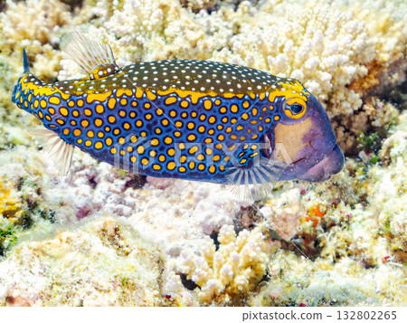 可愛的刺尾魚。美麗的珊瑚礁和成群的熱帶魚。沖繩縣島尻郡慶良間群島卡比島,座間味島 - 2025 可愛的刺尾魚。美麗的珊瑚礁和成群的熱帶魚。沖繩縣島尻郡慶良間群島卡比島,座間味島 - 2025 132802265