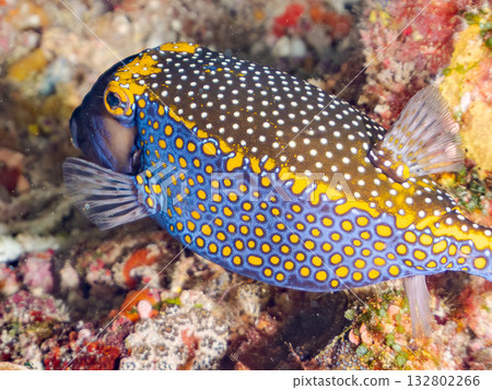 可愛的刺尾魚。美麗的珊瑚礁和成群的熱帶魚。沖繩縣島尻郡慶良間群島卡比島，座間味島 - 2025 132802266