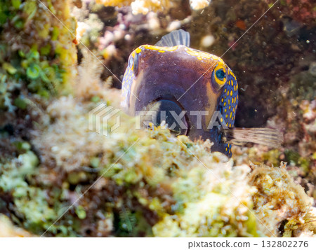 可愛的刺尾魚。美麗的珊瑚礁和成群的熱帶魚。沖繩縣島尻郡慶良間群島卡比島,座間味島 - 2025 可愛的刺尾魚。美麗的珊瑚礁和成群的熱帶魚。沖繩縣島尻郡慶良間群島卡比島,座間味島 - 2025 132802276