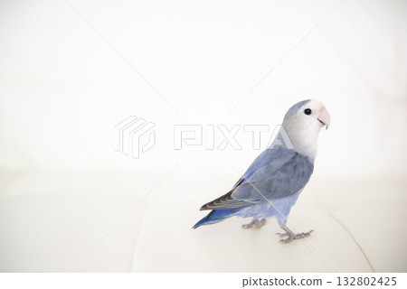 一隻側視的玄鳳鸚鵡 132802425