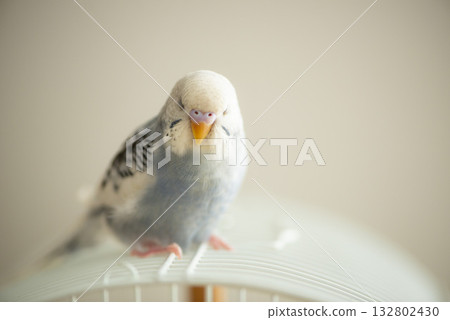 虎皮鸚鵡的午睡 132802430