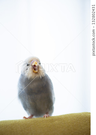 打哈欠的虎皮鸚鵡 132802431