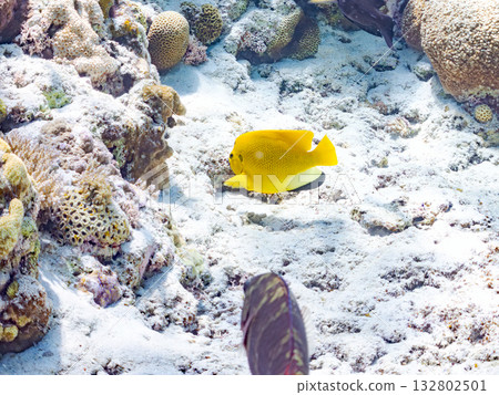 Beautiful angelfish and other fish. Beautiful coral reefs and schools of tropical fish. Kabi Island, Kerama Islands, Shimajiri District, Okinawa Prefecture, Zamami Island 2025 132802501