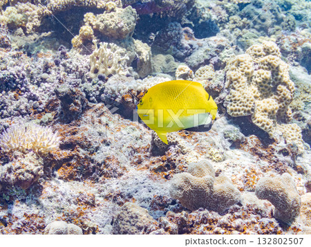 Beautiful angelfish and other fish. Beautiful coral reefs and schools of tropical fish. Kabi Island, Kerama Islands, Shimajiri District, Okinawa Prefecture, Zamami Island 2025 132802507