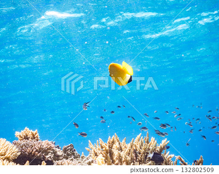 Beautiful angelfish and other fish. Beautiful coral reefs and schools of tropical fish. Kabi Island, Kerama Islands, Shimajiri District, Okinawa Prefecture, Zamami Island 2025 132802509