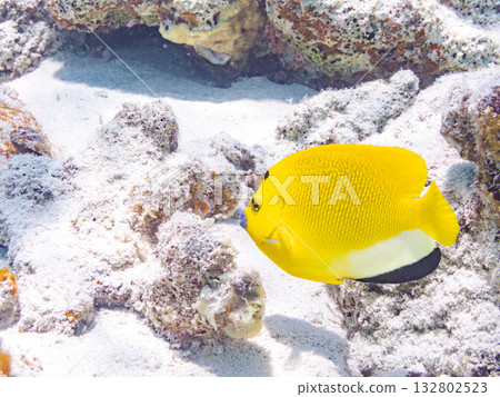 Beautiful angelfish and other fish. Beautiful coral reefs and schools of tropical fish. Kabi Island, Kerama Islands, Shimajiri District, Okinawa Prefecture, Zamami Island 2025 132802523