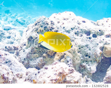 Beautiful angelfish and other fish. Beautiful coral reefs and schools of tropical fish. Kabi Island, Kerama Islands, Shimajiri District, Okinawa Prefecture, Zamami Island 2025 Beautiful angelfish and other fish. Beautiful coral reefs and schools of tropical fish. Kabi Island, Kerama Islands, Shimajiri District, Okinawa Prefecture, Zamami Island 2025 132802528