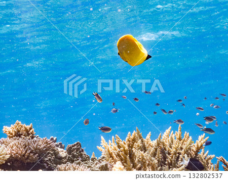 Beautiful angelfish and other fish. Beautiful coral reefs and schools of tropical fish. Kabi Island, Kerama Islands, Shimajiri District, Okinawa Prefecture, Zamami Island 2025 132802537