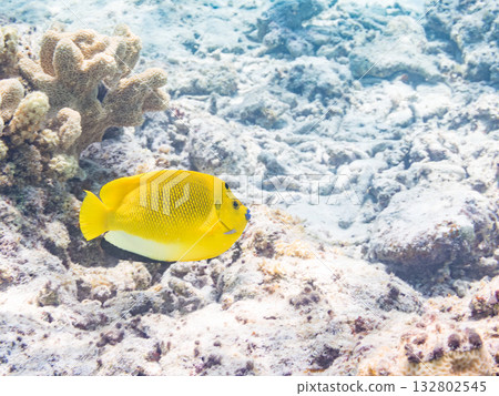 Beautiful angelfish and other fish. Beautiful coral reefs and schools of tropical fish. Kabi Island, Kerama Islands, Shimajiri District, Okinawa Prefecture, Zamami Island 2025 132802545